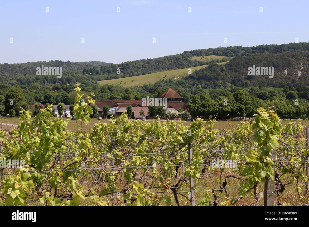 Denbies Wine Estate, with Box Hill Beyond, Dorking, Surrey Hills, North Downs, England, Großbritannien, Großbritannien, Großbritannien, Europa Stockfoto