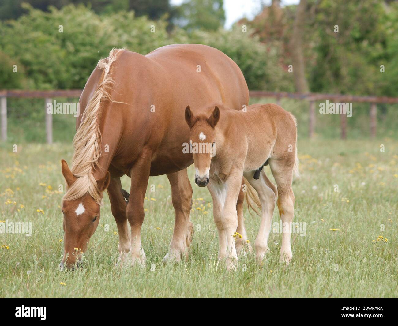 MOJO Suffolk Punch Stute – Realistische Pferdefigur, Handbemalt