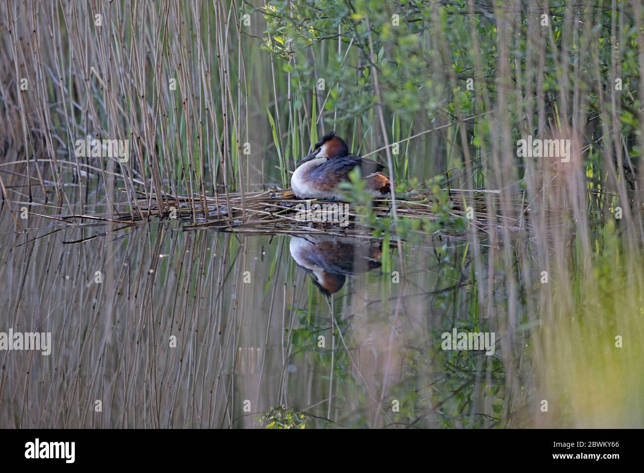 Haubentaucher (Podiceps Cristatus) Stockfoto