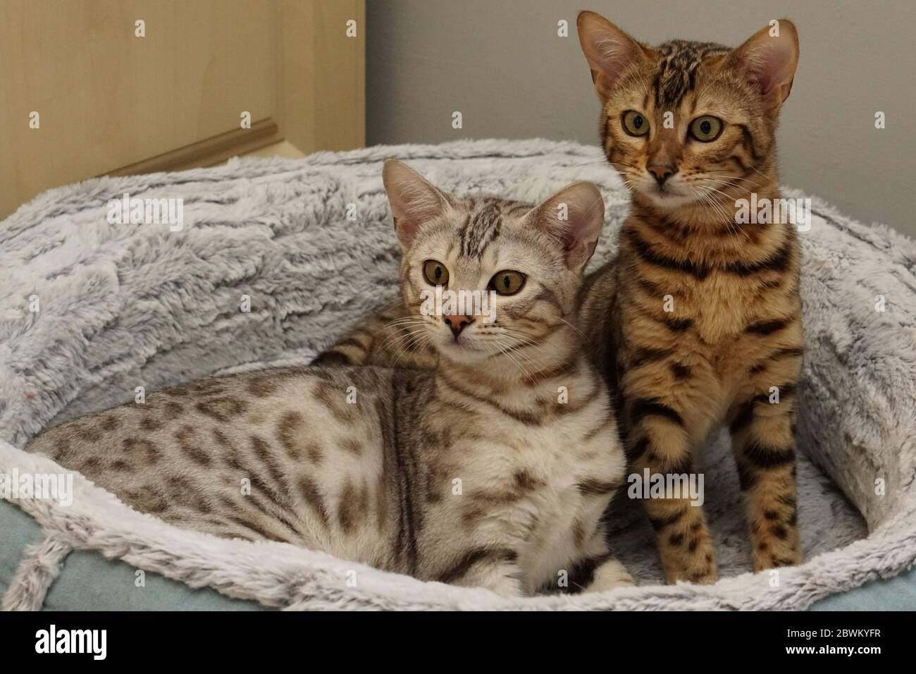 Bengal Kätzchen Stockfoto
