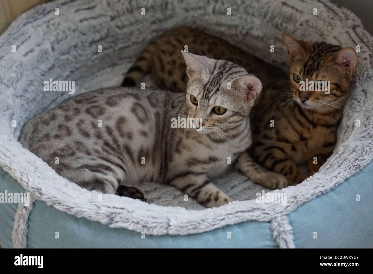Bengal Kätzchen Stockfoto