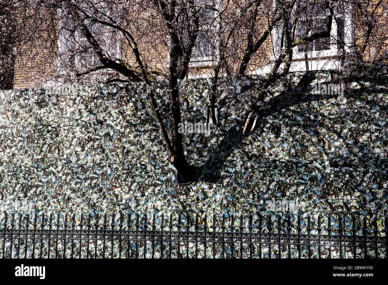 hinter Eisenzaun mit Baum wächst durch Loch der hohen Hecke