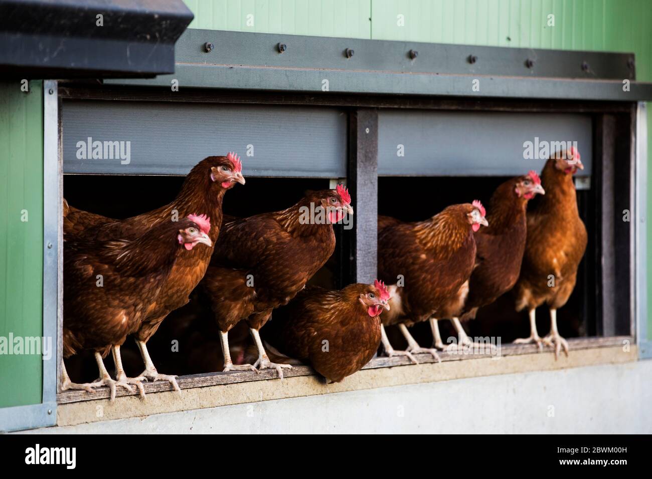 Freilaufenden Hühner aus einem Hühnerhaus. Stockfoto