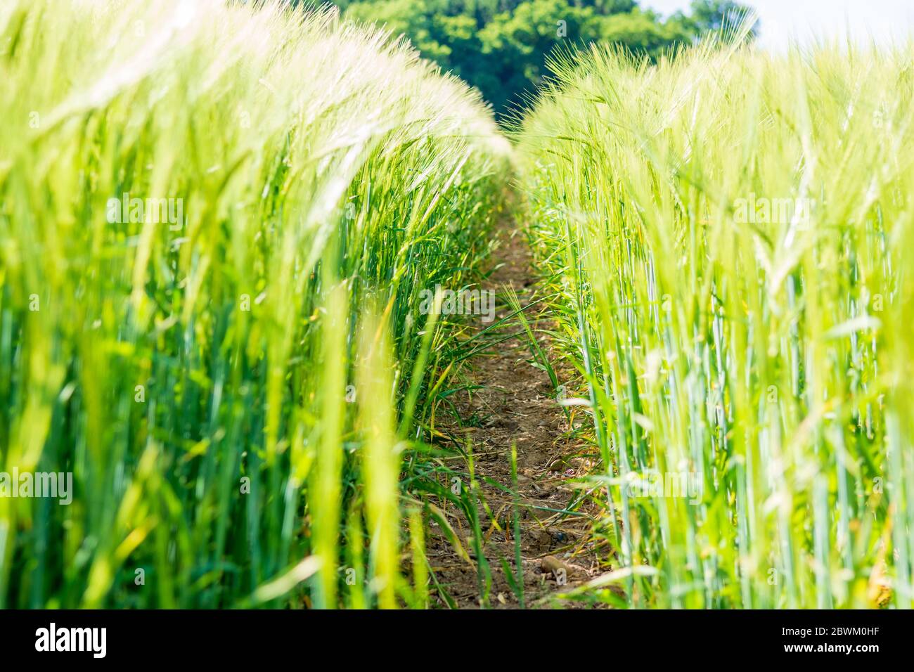 Grüner Weizen in einem Feld im Frühsommer, Großbritannien Stockfoto