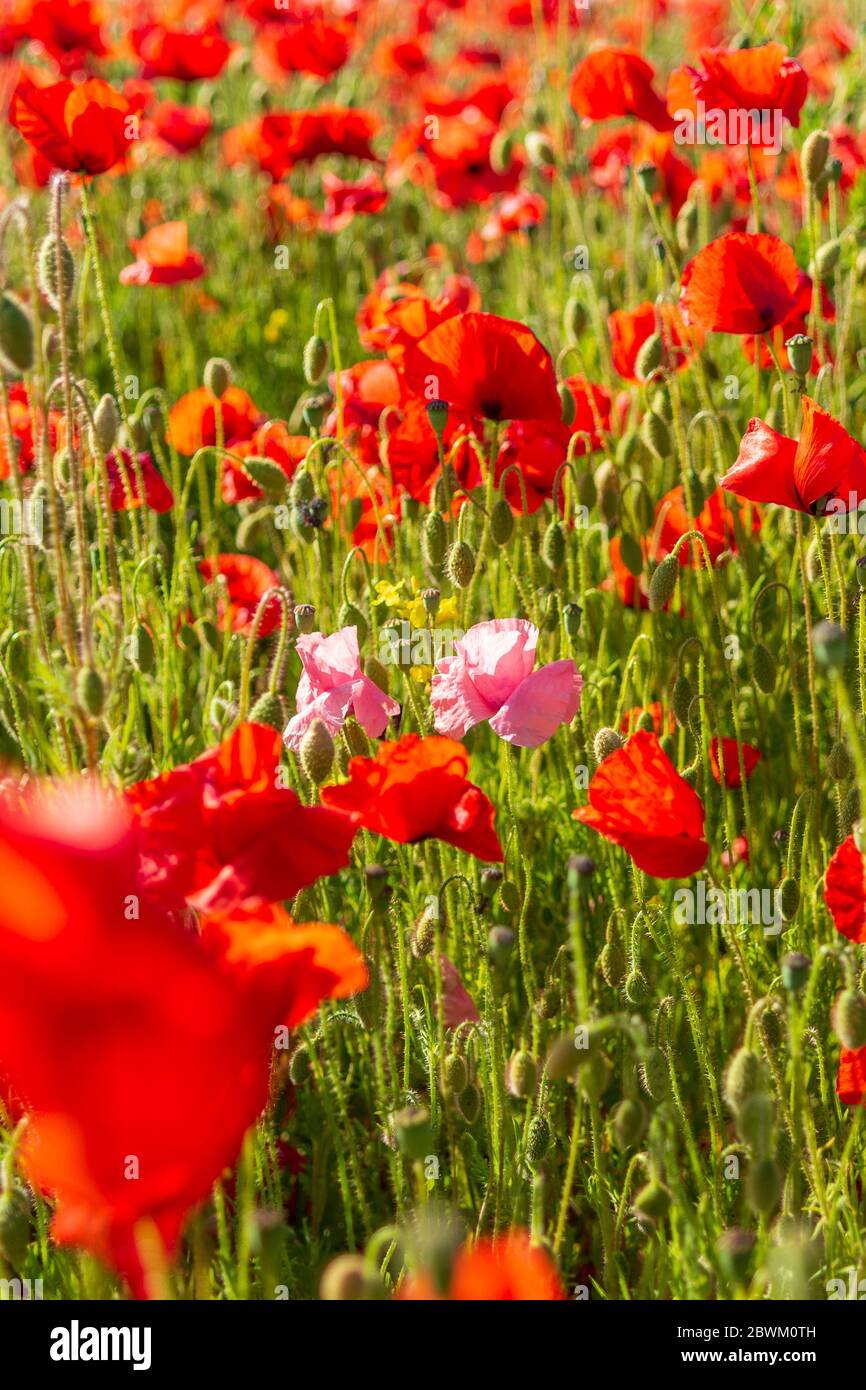 Rosa Mohn wächst in einem Feld von roten Mohn in der englischen Landschaft Stockfoto