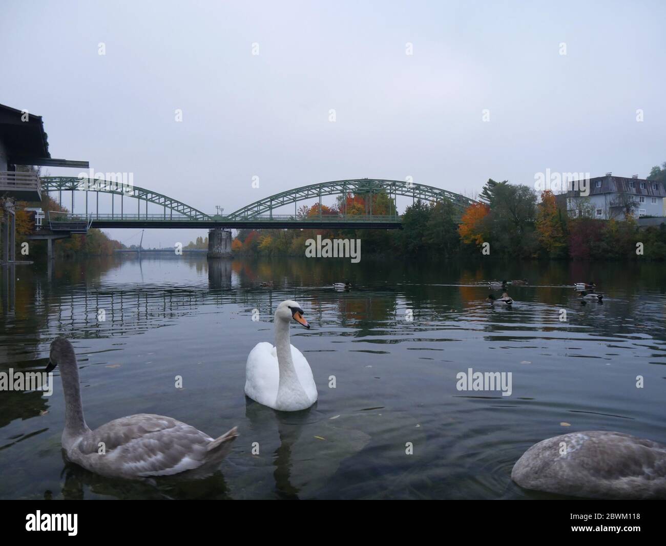 Ein Schwan, der auf einem Fluss schwimmend ist Stockfoto