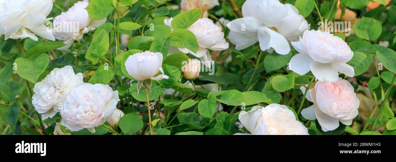 Blühende Rose im Garten an einem sonnigen Tag. Rose Gentle Hermione. Stockfoto