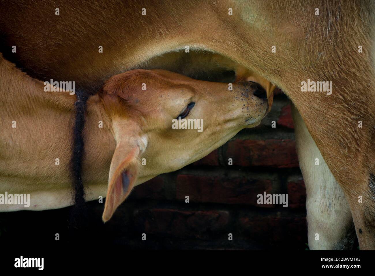 Kuh, die Milch von ihrer Mutter isst. Selektiver Fokus. Geringe Schärfentiefe. Hintergrundunschärfe. Stockfoto