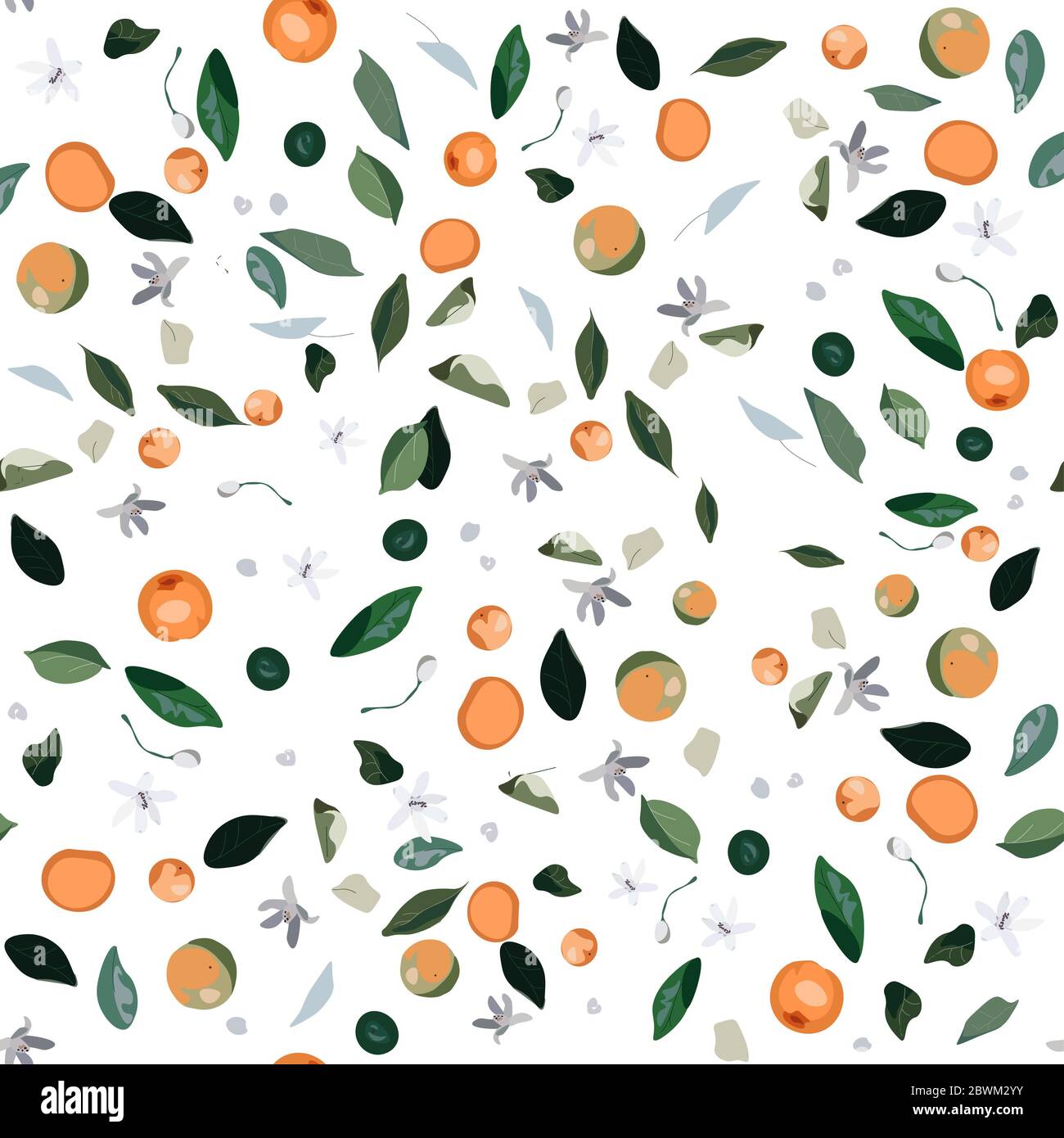 Nahtloses Muster mit Blättern, Blütenständen und Früchten Orangenbaum auf weißem Hintergrund. Topfhaus Pflanze Vektor Illustration. Blumen und mandari Stockfoto