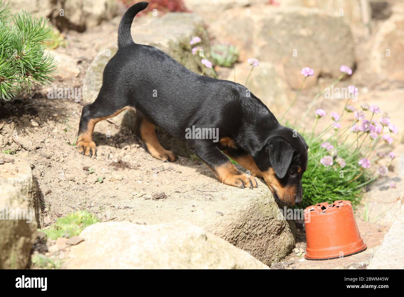 Schöner Welpe von German Hunting Terrier im Garten Stockfoto