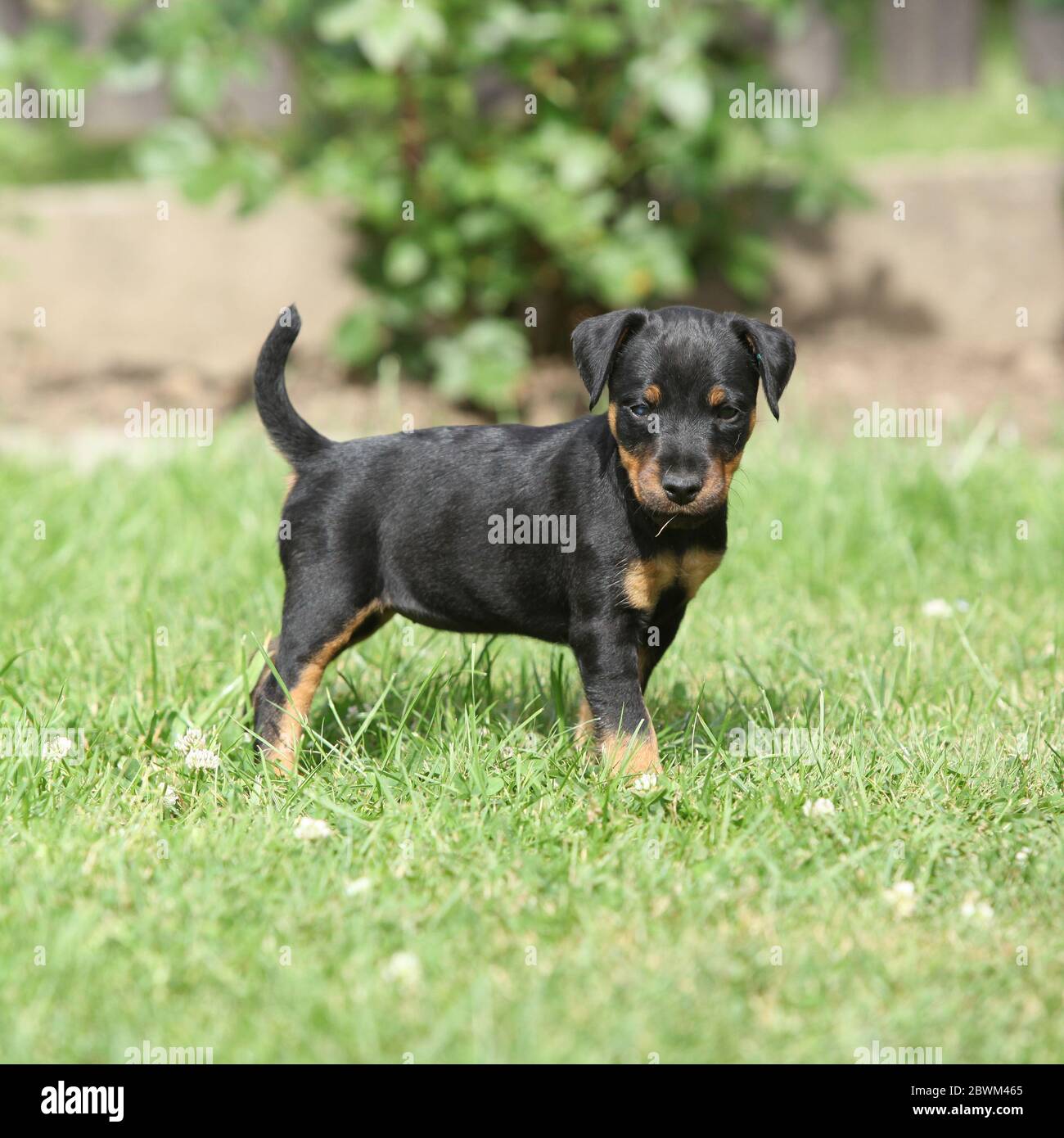 Schöner Welpe von German Hunting Terrier im Garten Stockfoto