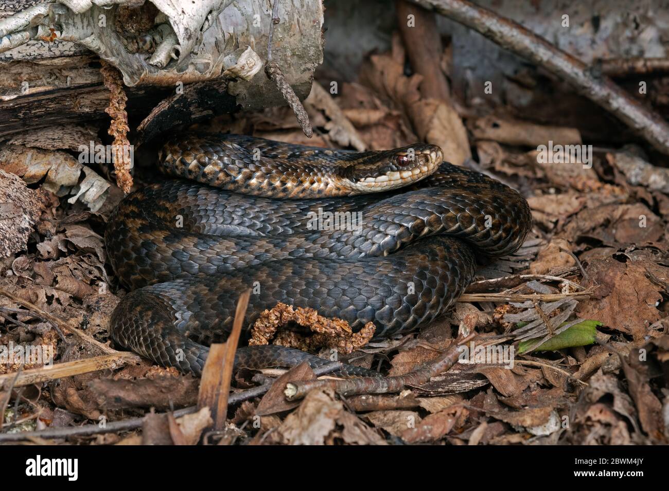 Adder (Vipera berus) aalen sich in Laubstreu Stockfoto