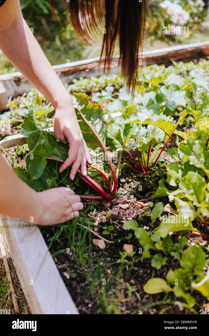 Ernte von Hand frische Rote Bete im Hochbeet Garten Stockfoto