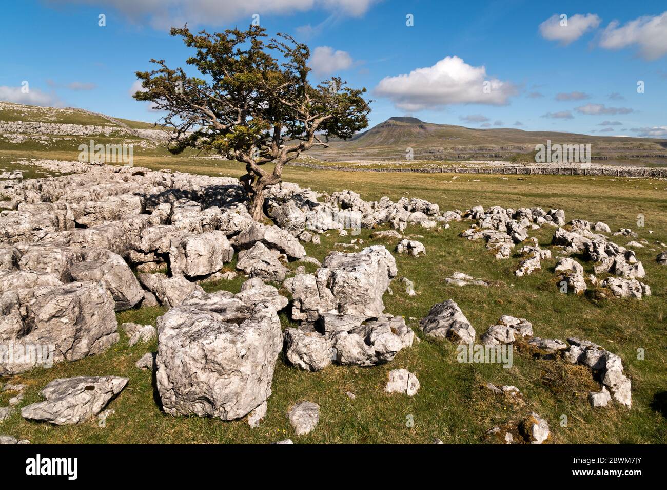 Ein Blick auf Inglborough (Horizont) vom Kalksteinpflaster in Twistleton Scar, nahe Ingleton, Yorkshire Dales National Park, Großbritannien Stockfoto
