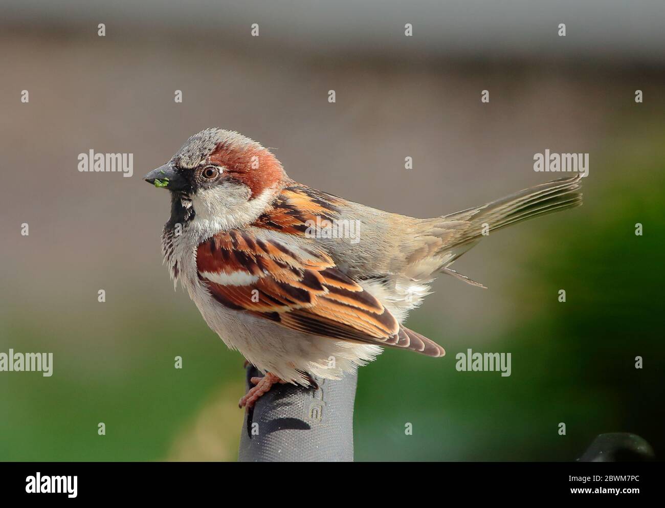 Wenn Sie Glück haben, wird der gewöhnliche Haussperling von Ihren Rosen auf Greenfly ernähren. Stockfoto