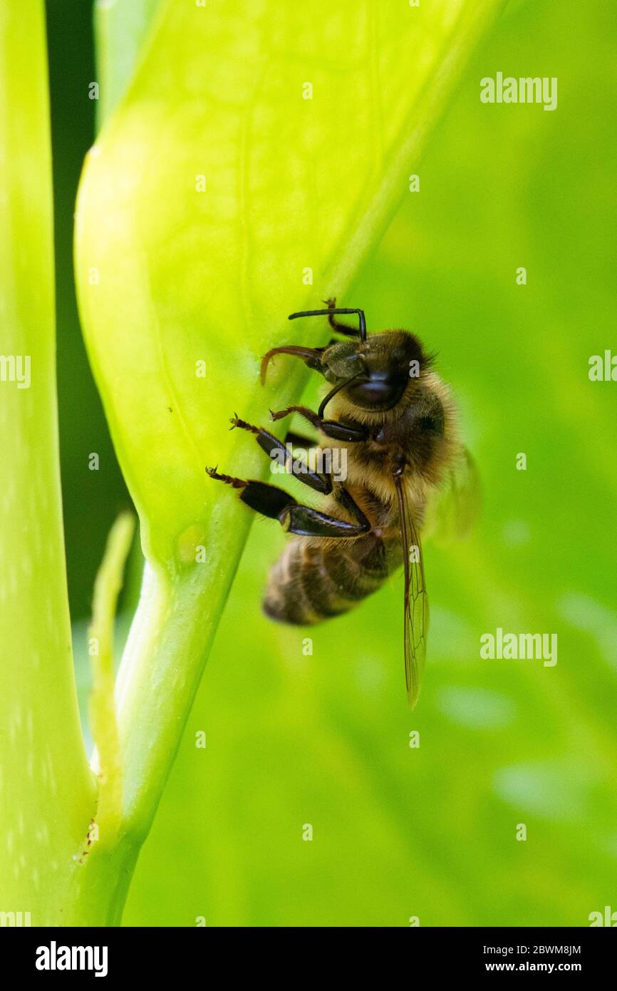 Honigbiene, die sich auf Nektar aus extra-floralen Volksnaktarien auf einem KirschLorbeerblatt ernährt Stockfoto