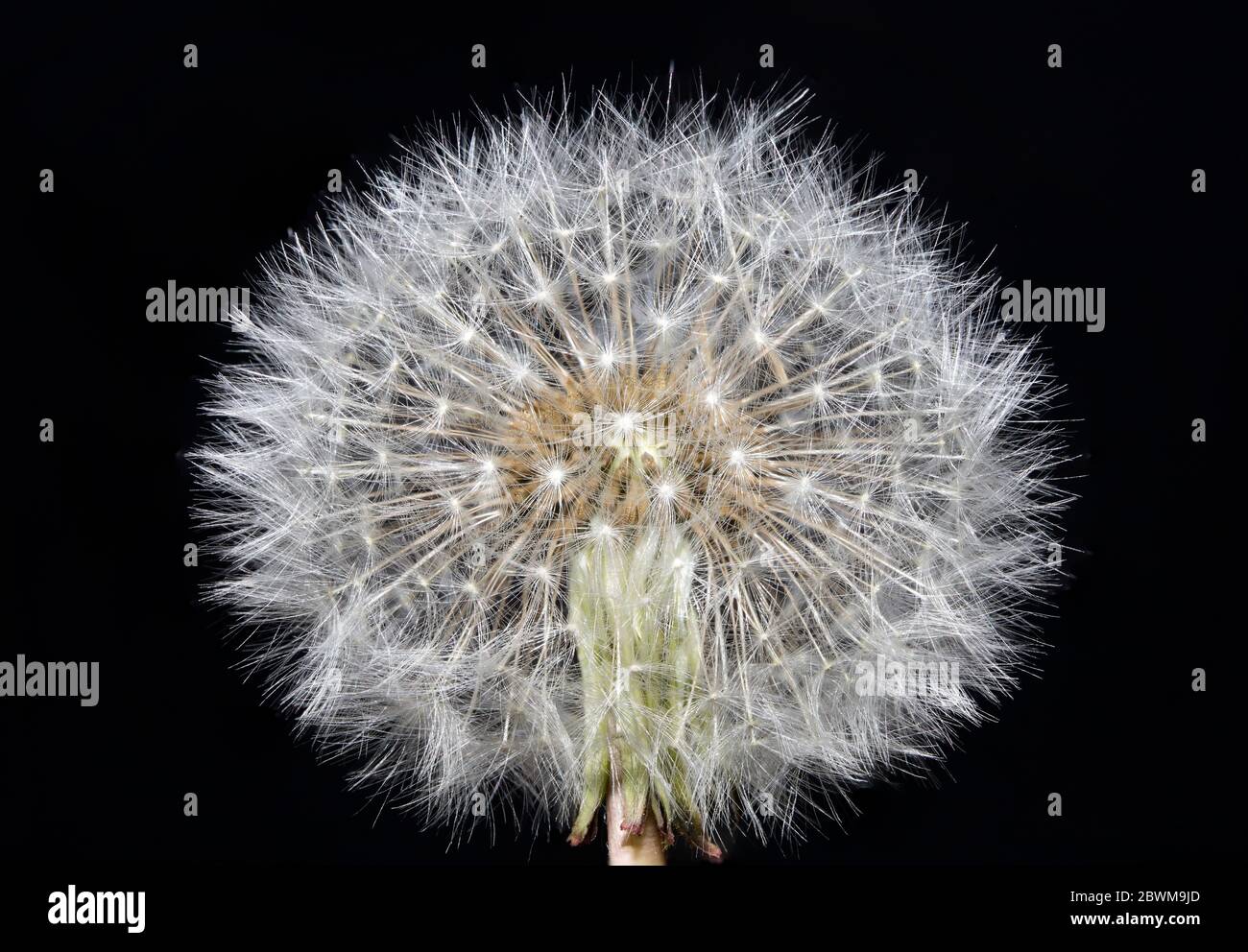 Schlag Kugel Löwenzahn taraxacum asteraceae Familie Fokus Stapel Makro Hintergrund hohe Qualität drucken Stockfoto