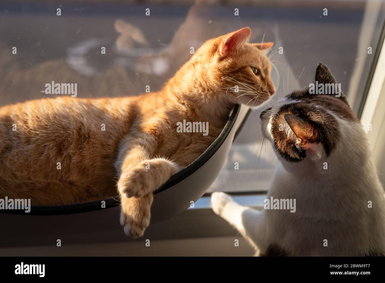 Schwarz-weiße Katze nähert sich der auf einem Bett am Fenster liegenden Tabby-Katze und riecht ihre Schnauze Stockfoto