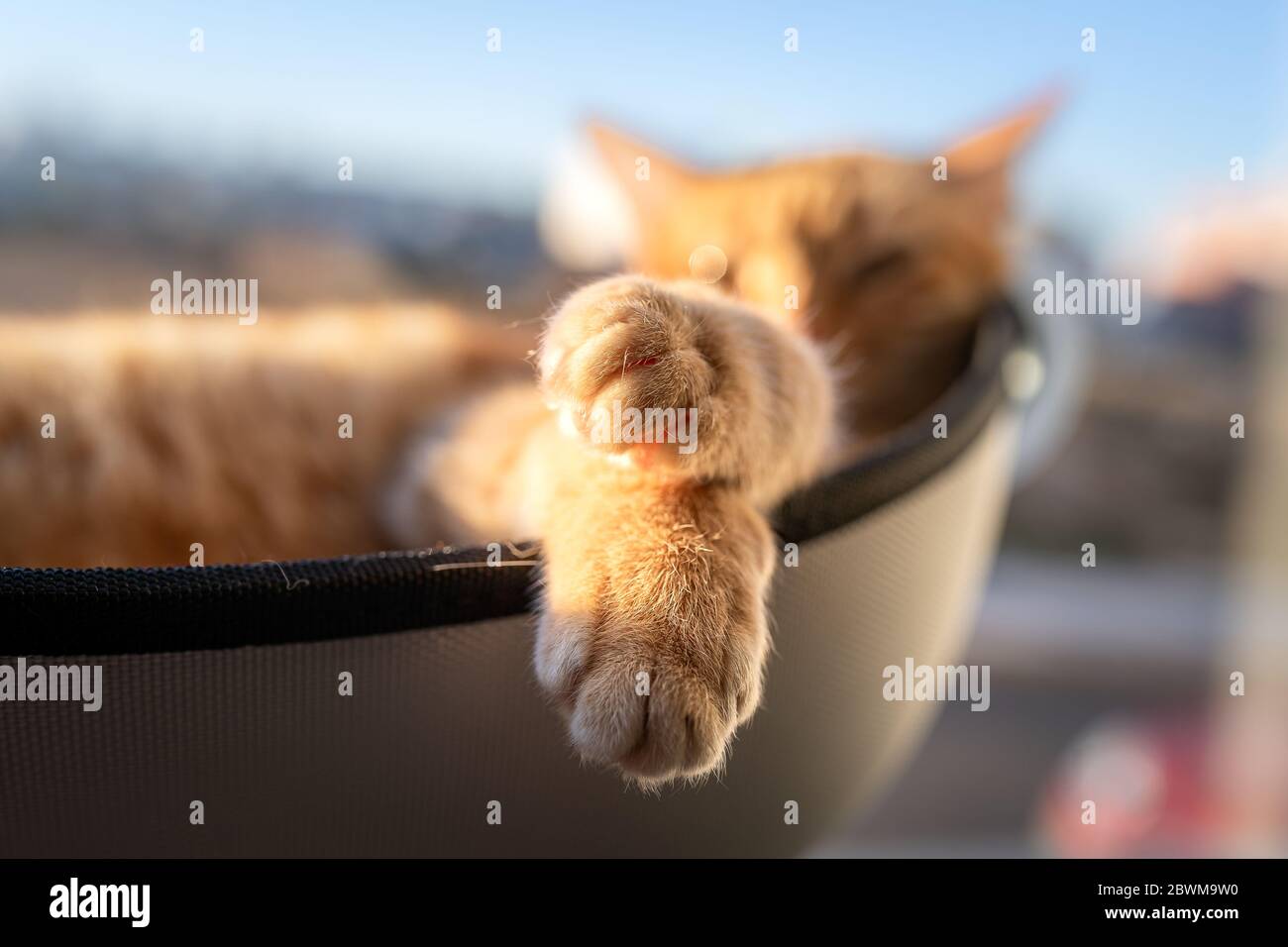 Nahaufnahme der Pfoten einer Katze, die auf einem Bett im Fenster schläft Stockfoto