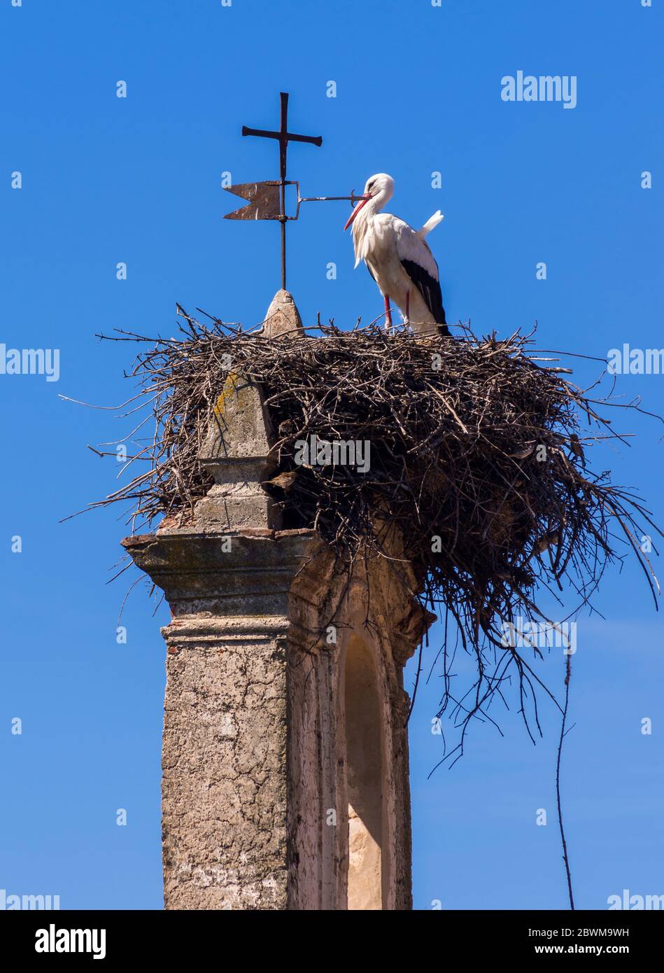 Nido de cigüeñas. Trujillo. Cáceres. Extremadura. España Stockfoto