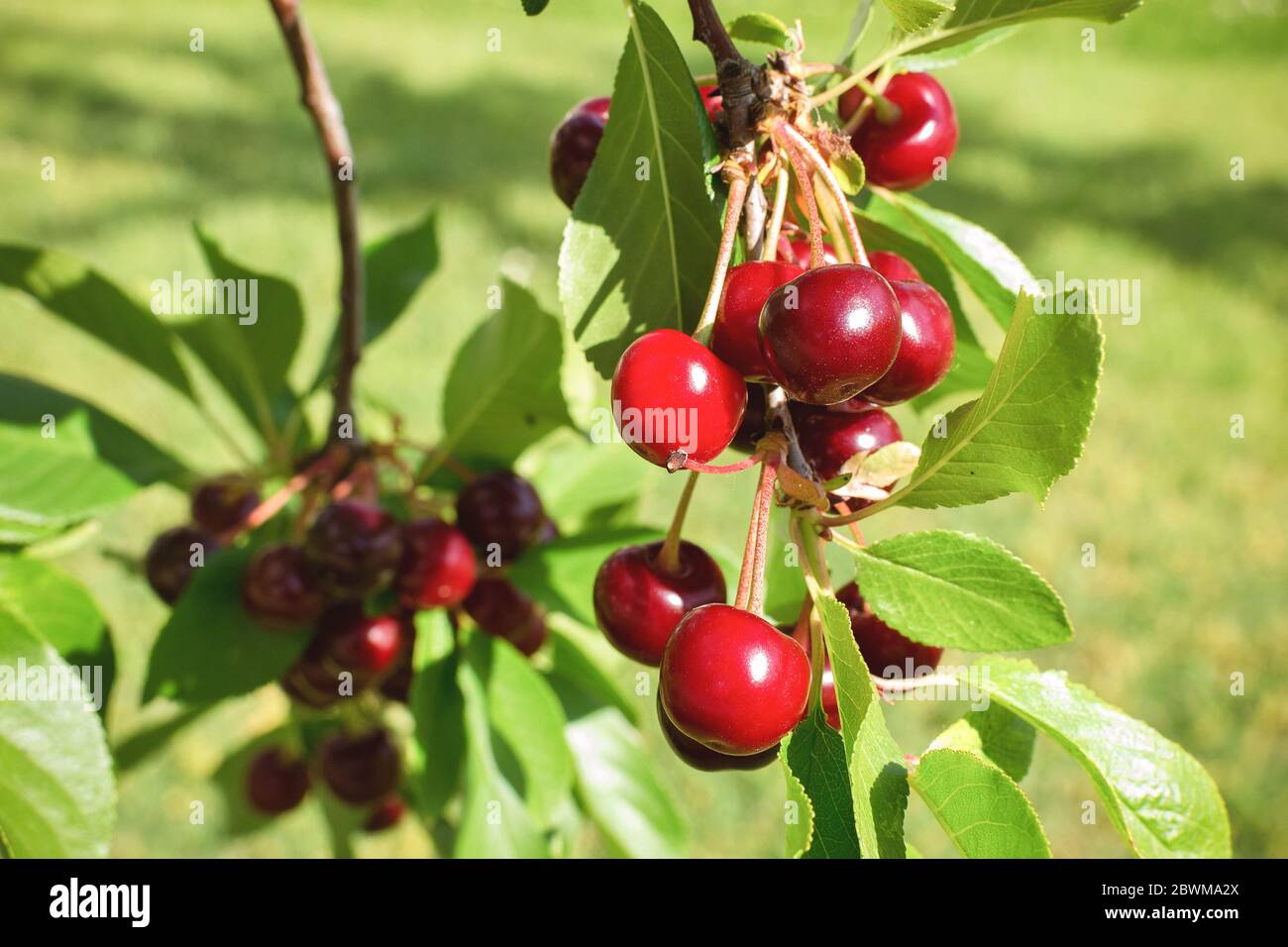 Reife Kirschen auf einem Kirschbaum-Zweig. Ökologischer Landbau. Stockfoto