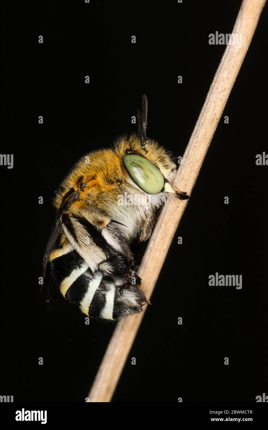 Biene blau gebändert, roosting. Stockfoto