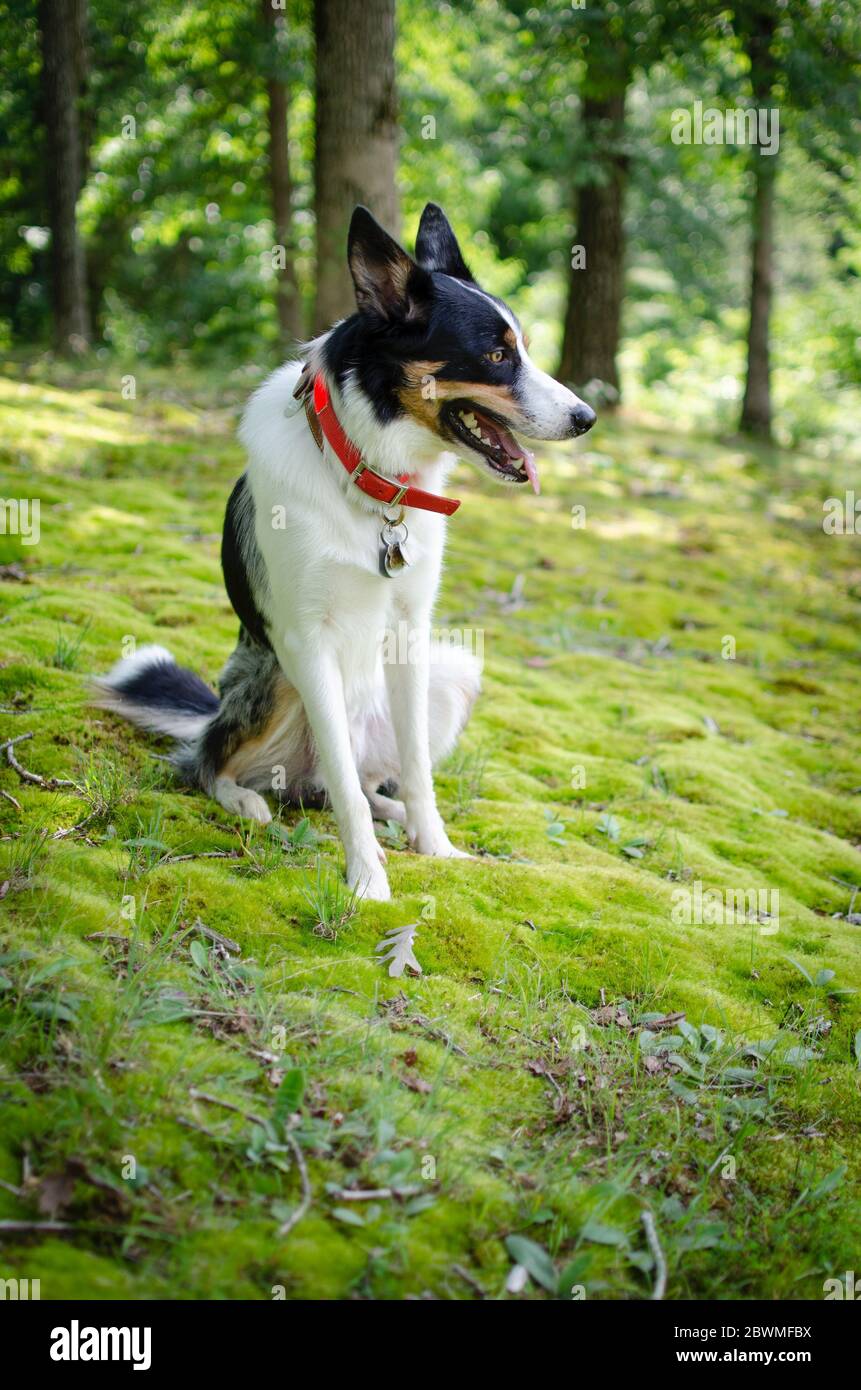 Foto von australian shephard stehend . Stockfoto