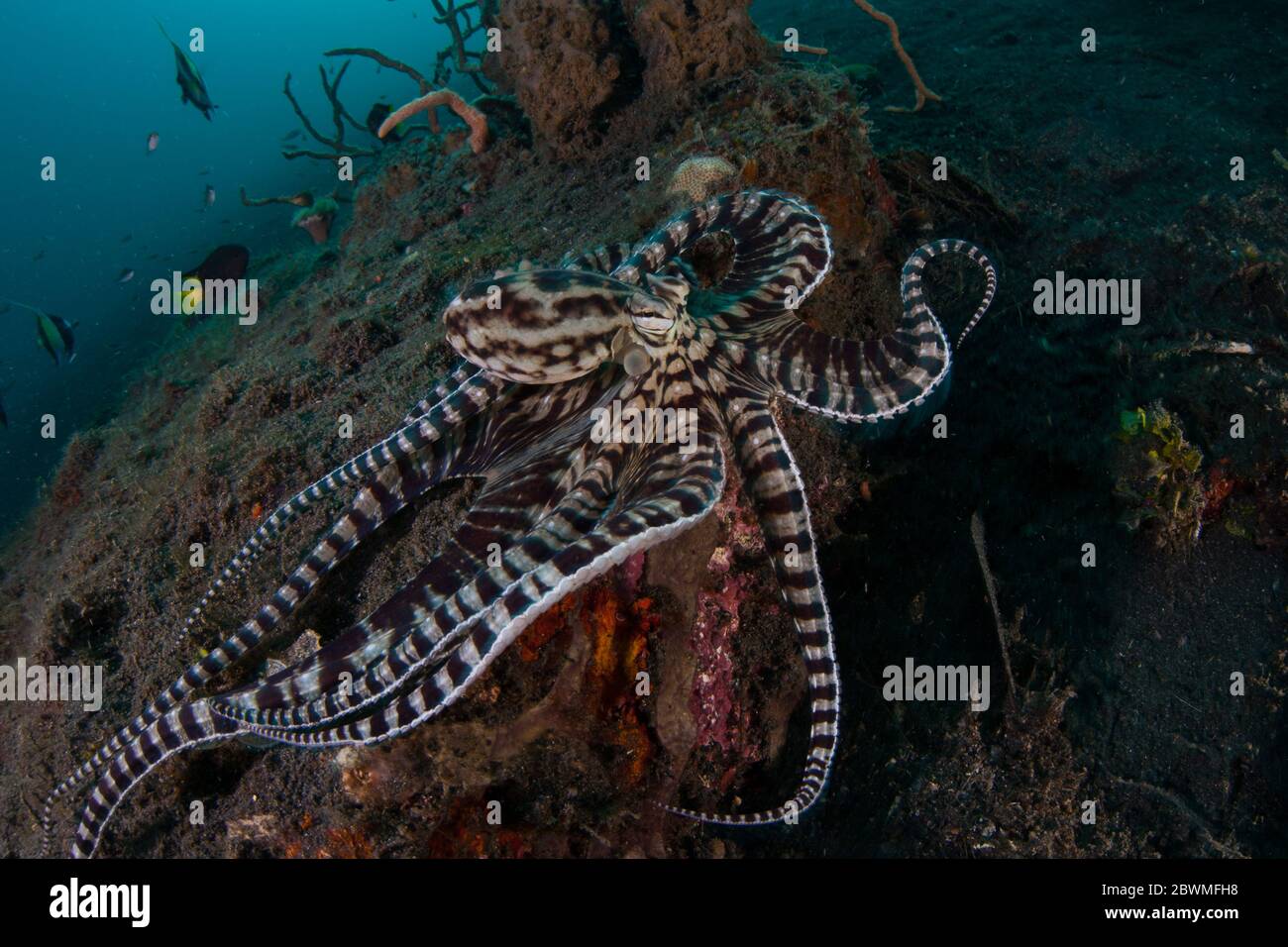 Ein imitierter Oktopus, Thaumoctopus mimimimicus, kriecht über den schwarzen Sandboden der Lembeh-Straße, Indonesien. Diese seltene Kopffüßelform kann andere Arten nachahmen. Stockfoto