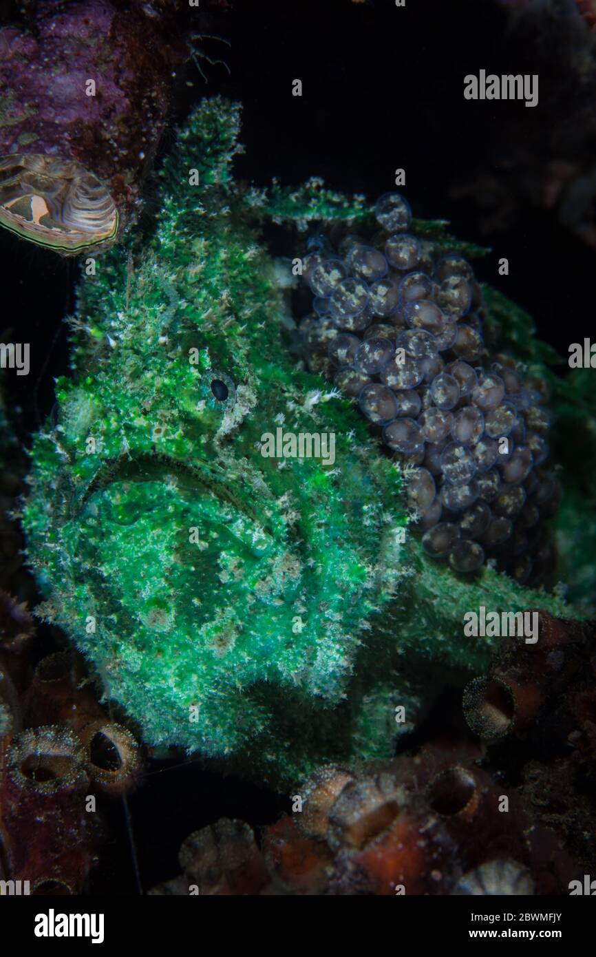 Ein gut getarnter Anglerfisch mit Marmormährchen, Lophiocharon lithinostomus, trägt seine befruchteten Eier auf seiner Seite auf einem Riff in Raja Ampat, Indonesien. Stockfoto