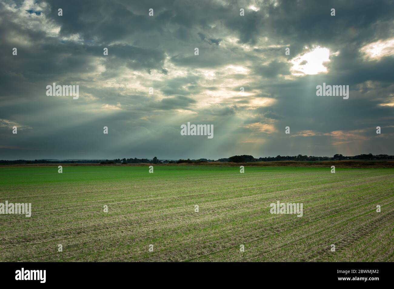 Sonnenstrahlen in den wolkigen Himmel, Horizont und gesät grünen Feld Stockfoto