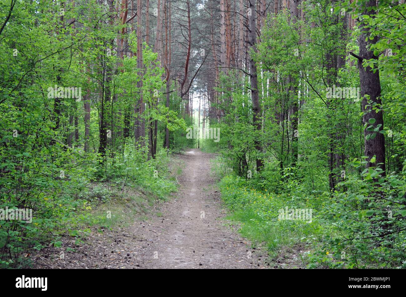 Ein Weg in einem schönen Pinienwald in Mitteleuropa. Stockfoto
