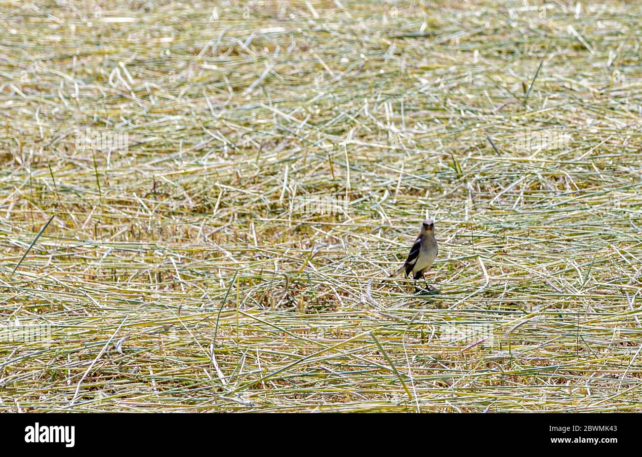 Ein Vogel im frisch geschnittenen Heu an einem hellen sonnigen Tag Stockfoto
