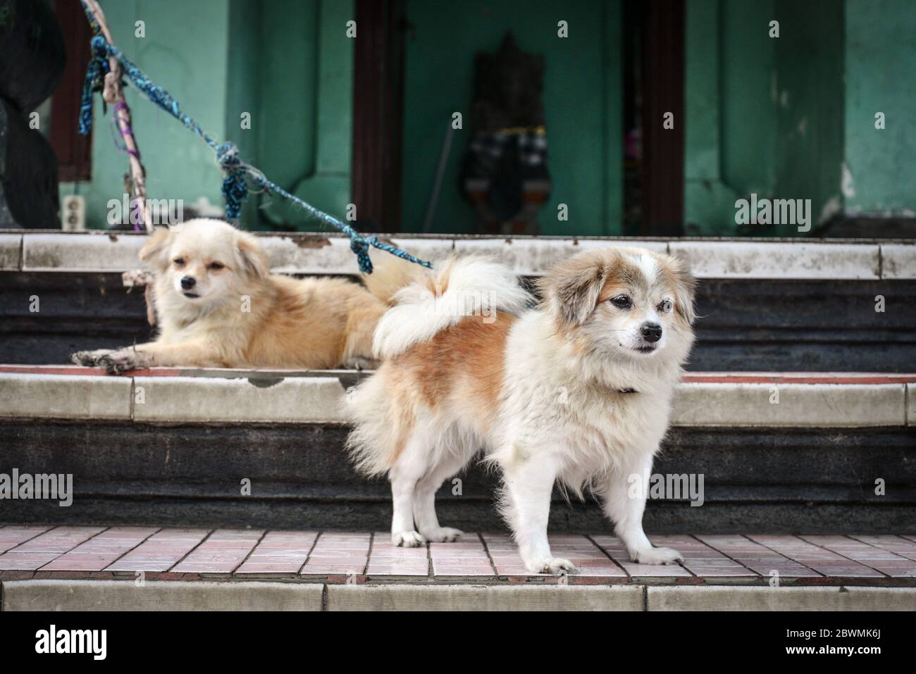 Niedliche kleine Hunde auf den Straßen von Ubud, Bali, Indonesien Nahaufnahme Stockfoto