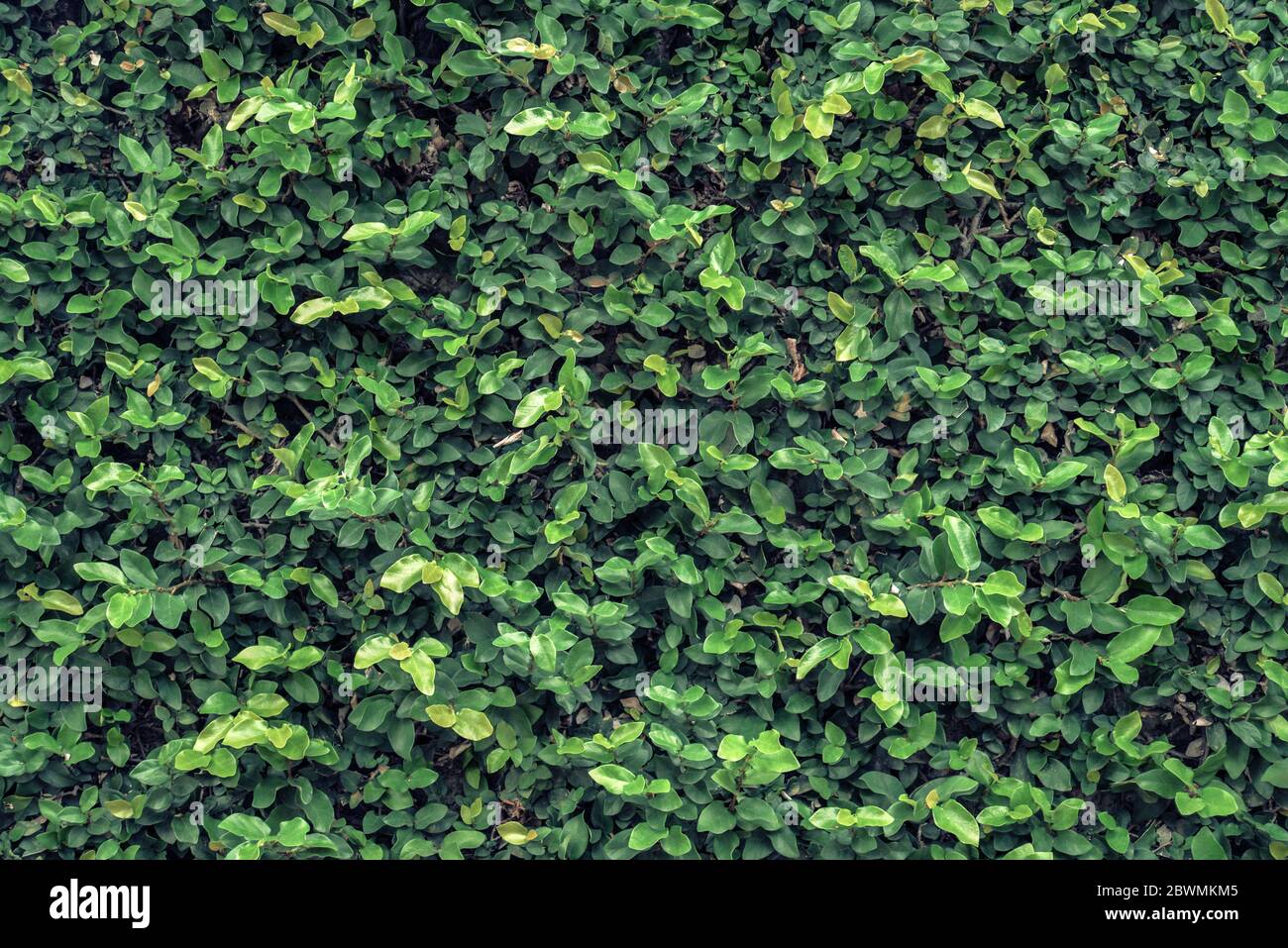 Grüner Baum Wand für Closeup strukturierten Hintergrundmuster Stockfoto