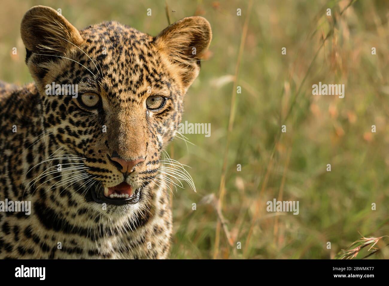 Liebenswert Leopard-Jungtier Porträt, Maasai Mara, Kenia Stockfoto