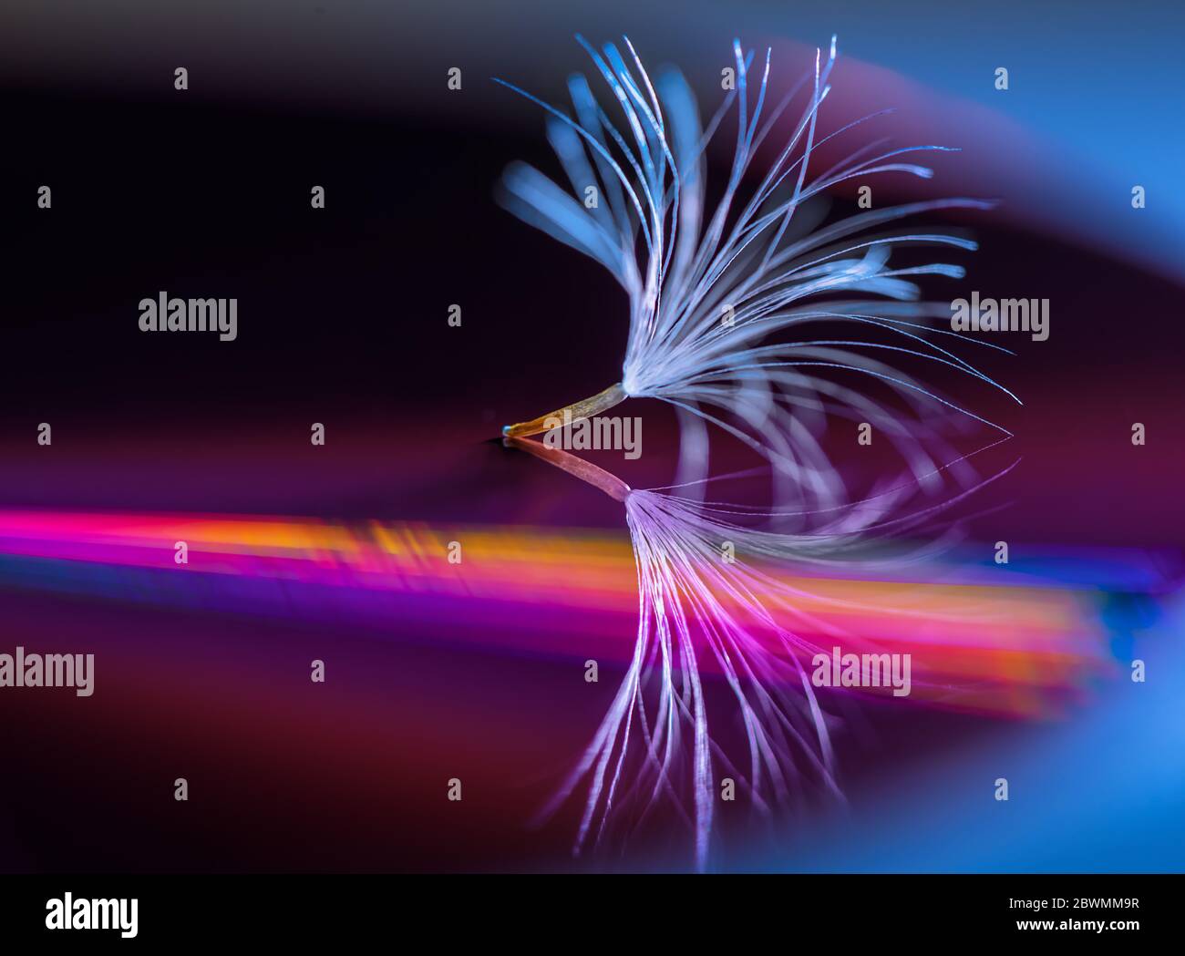 Abstraktion. Löwenzahn Flaum Rainbow sd-Laufwerk Stockfoto