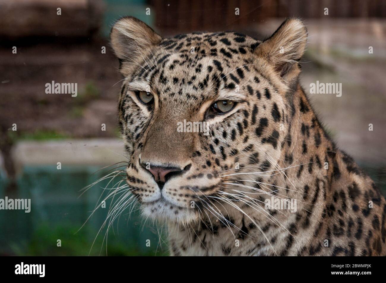 Fernöstlicher Leopard in Gefangenschaft. Ein schöner ausgewachsener fernöstlicher Leopard ist in einem Käfig. zoo Stockfoto