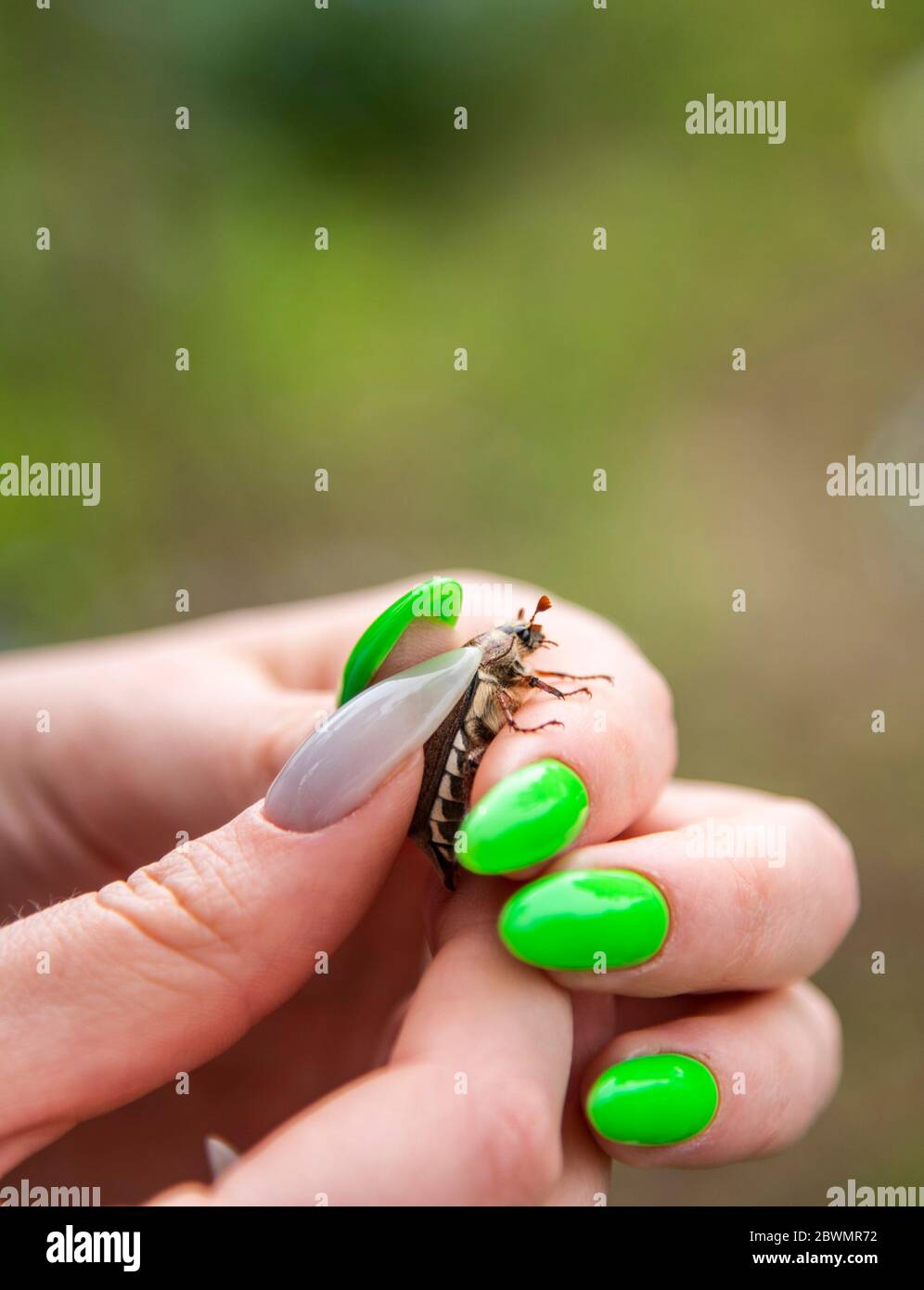 Cockchafer auf einem weiblichen Finger, weicher grüner Hintergrund. Stockfoto