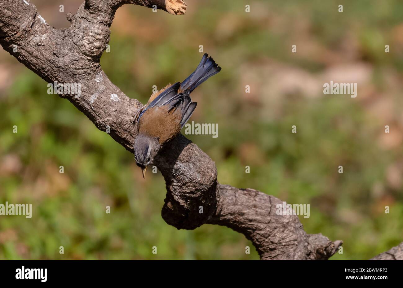 Schöner Vogel, Blauflügler Minla (Siva cyanouroptera) minla, auch bekannt als Blauflügler Siva, ist eine Vogelart in der Familie Leiothrichidae. Stockfoto