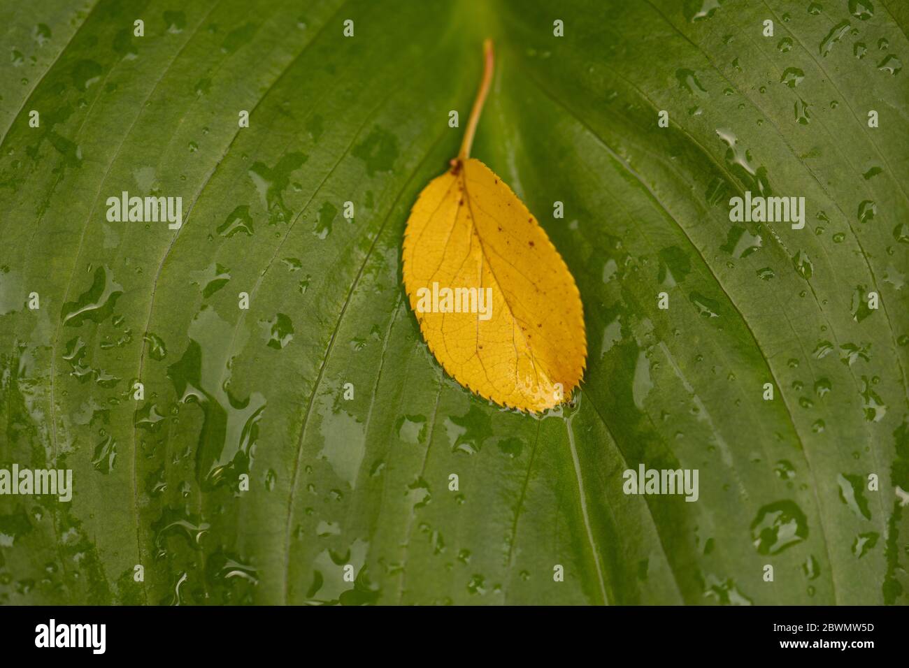 Gelbe Blume auf grünem Blatt im Regen Stockfoto