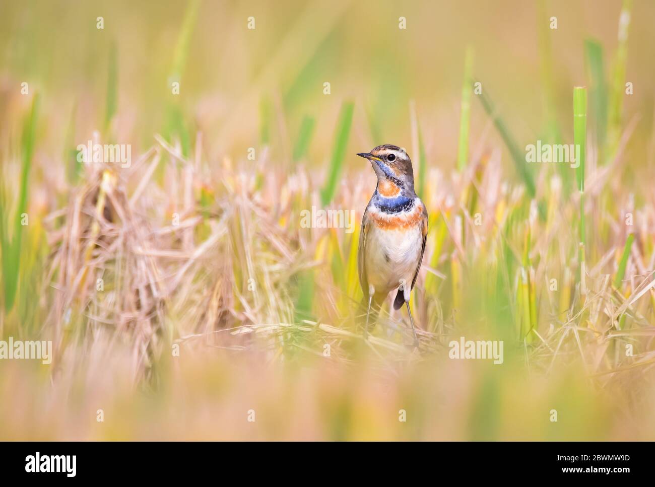 Der Blaukehlchen ist ein kleiner Singvogel, der früher als Mitglied der Drossel-Familie Turdidae eingestuft wurde. Stockfoto