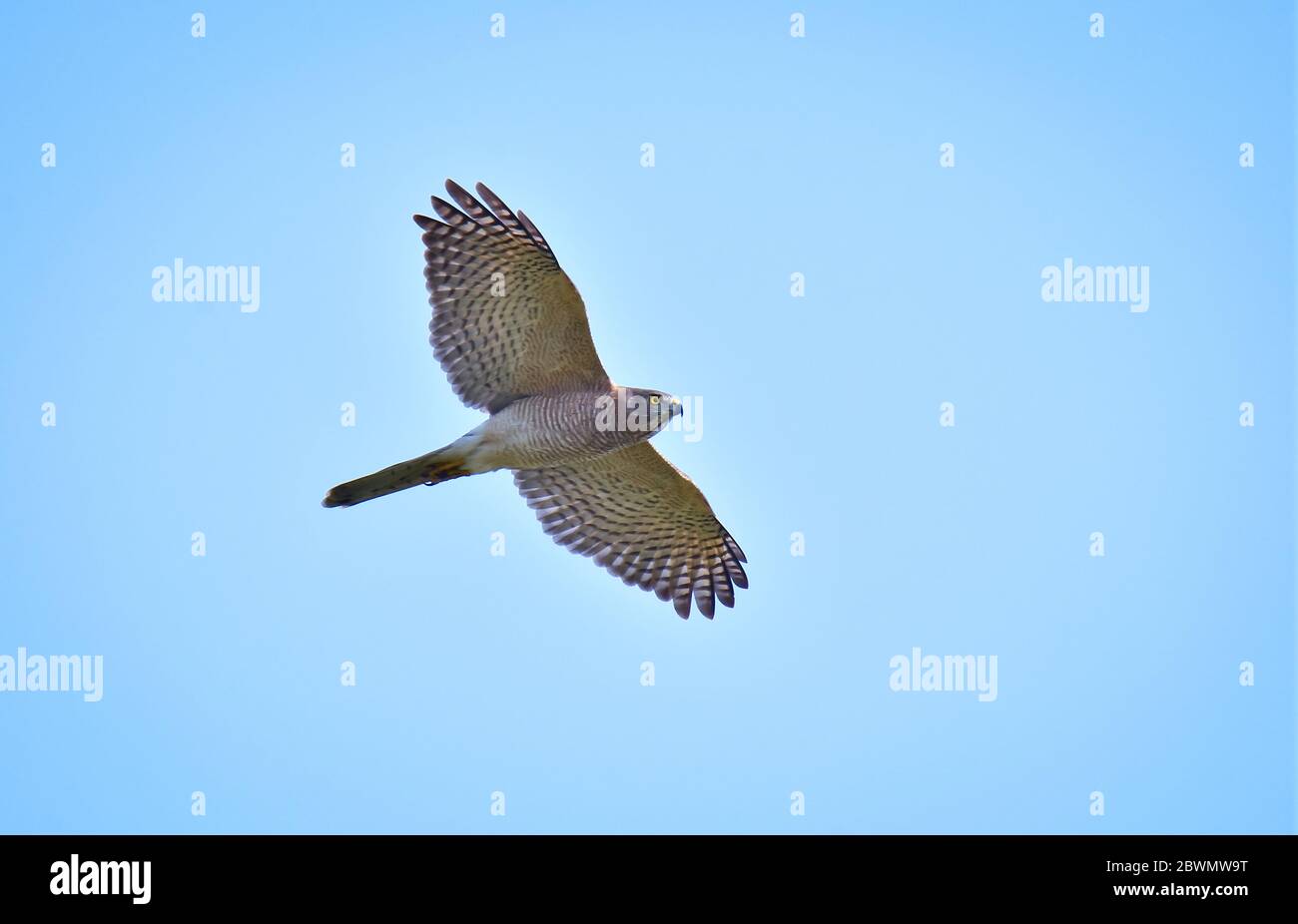 Der Shikra ist ein kleiner Greifvogel aus der Familie Accipitridae, der in Asien und Afrika weit verbreitet ist. Stockfoto