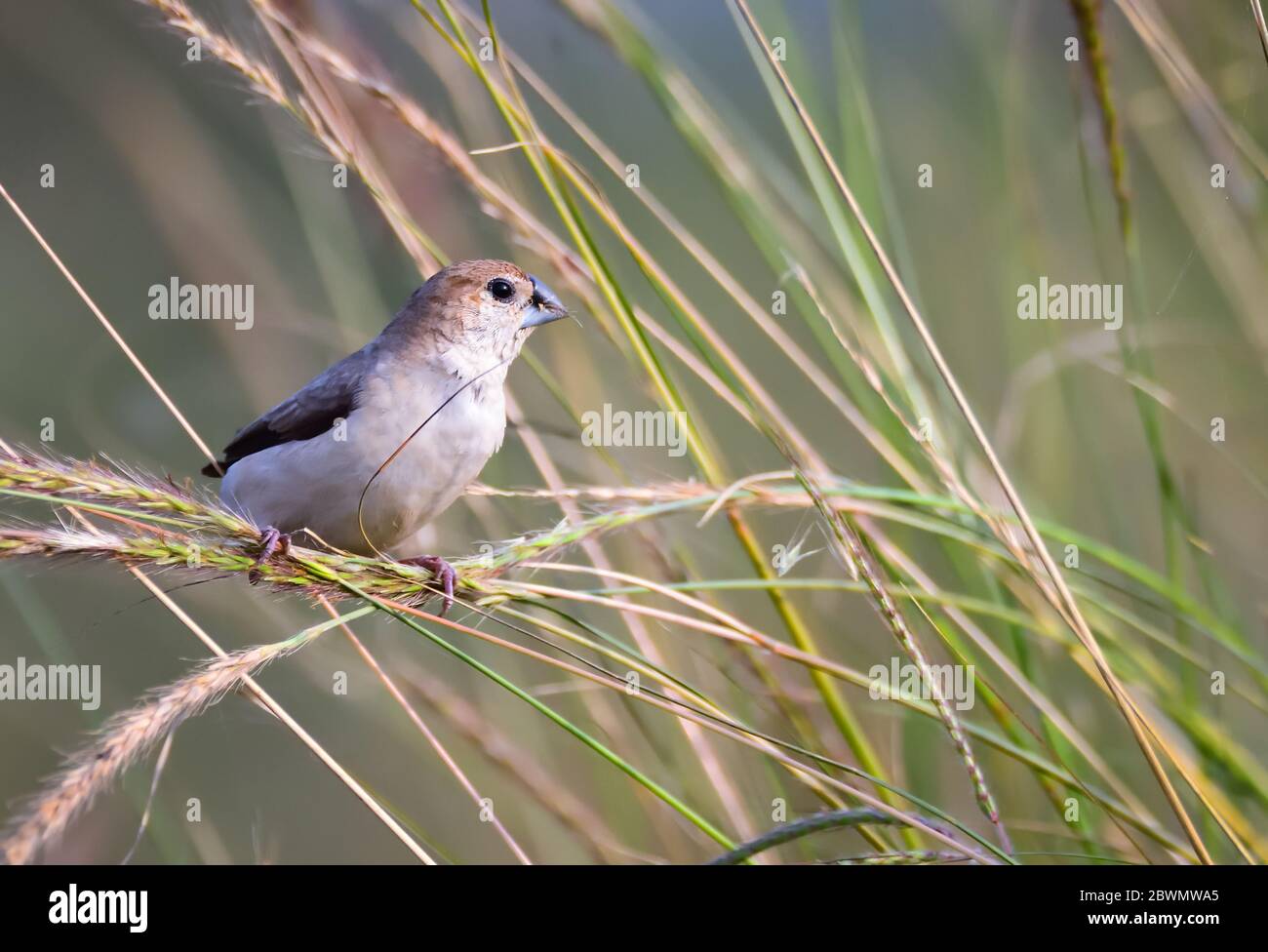 Der indische Silberschnabel oder Weißkehlmunia ist ein kleiner Singvogel, der auf dem indischen Subkontinent gefunden wird Stockfoto