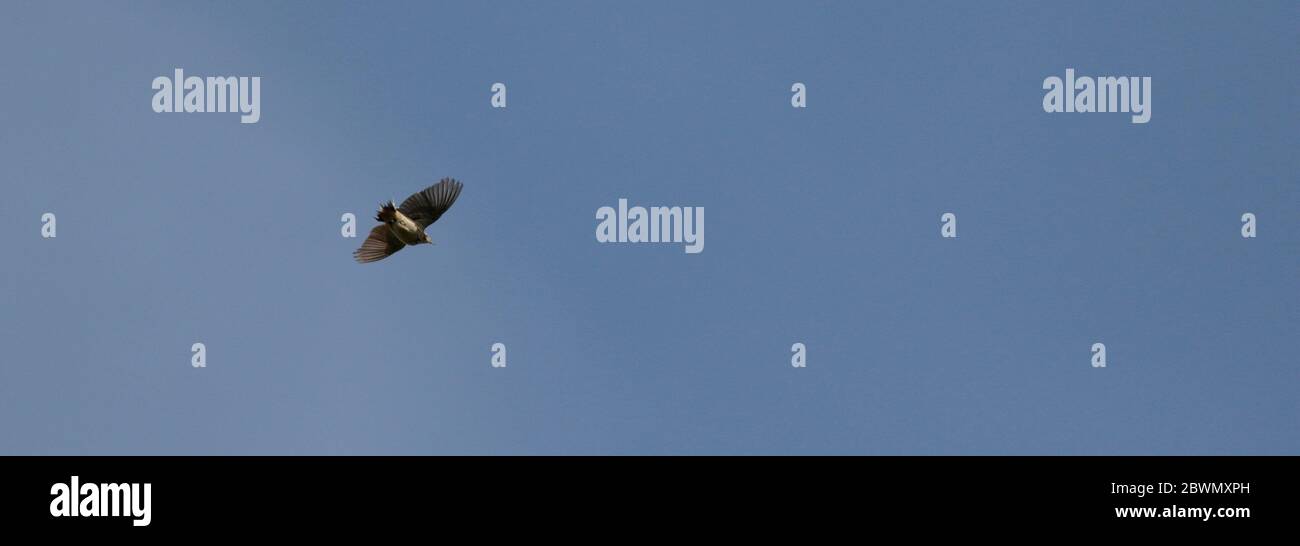 Meadow Pipit Display-Flug Stockfoto
