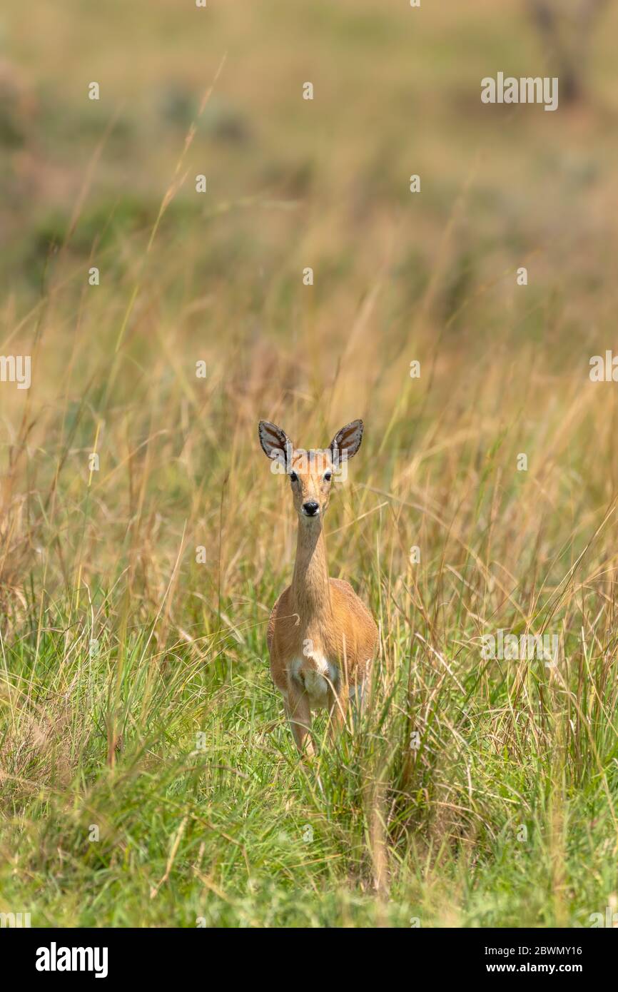 Weibliche Oribi (Ourebia ourebi) im Grasland des Murchison Falls National Park, Uganda. Stockfoto