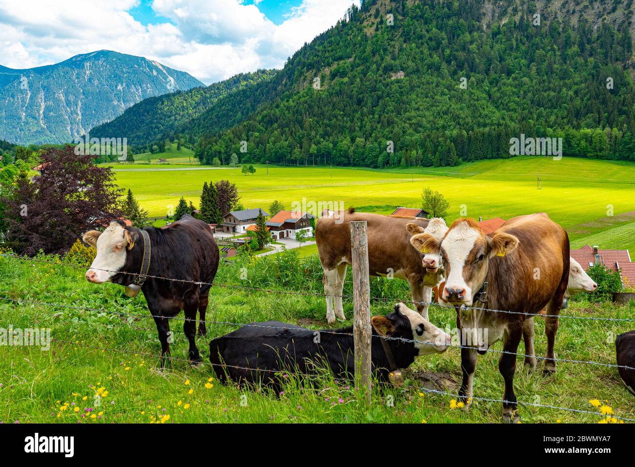 Typische Ackerland in den Gernan und österreichischen Alpen mit Rindern und Kühen Stockfoto