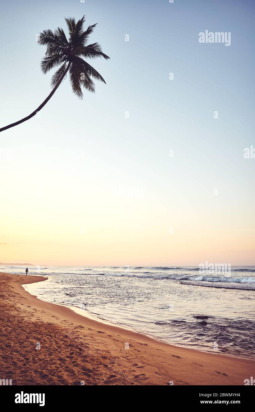 Tropischer Strand mit Kokosnusspalme bei Sonnenaufgang, Farbtonierung angewendet, Sri Lanka. Stockfoto