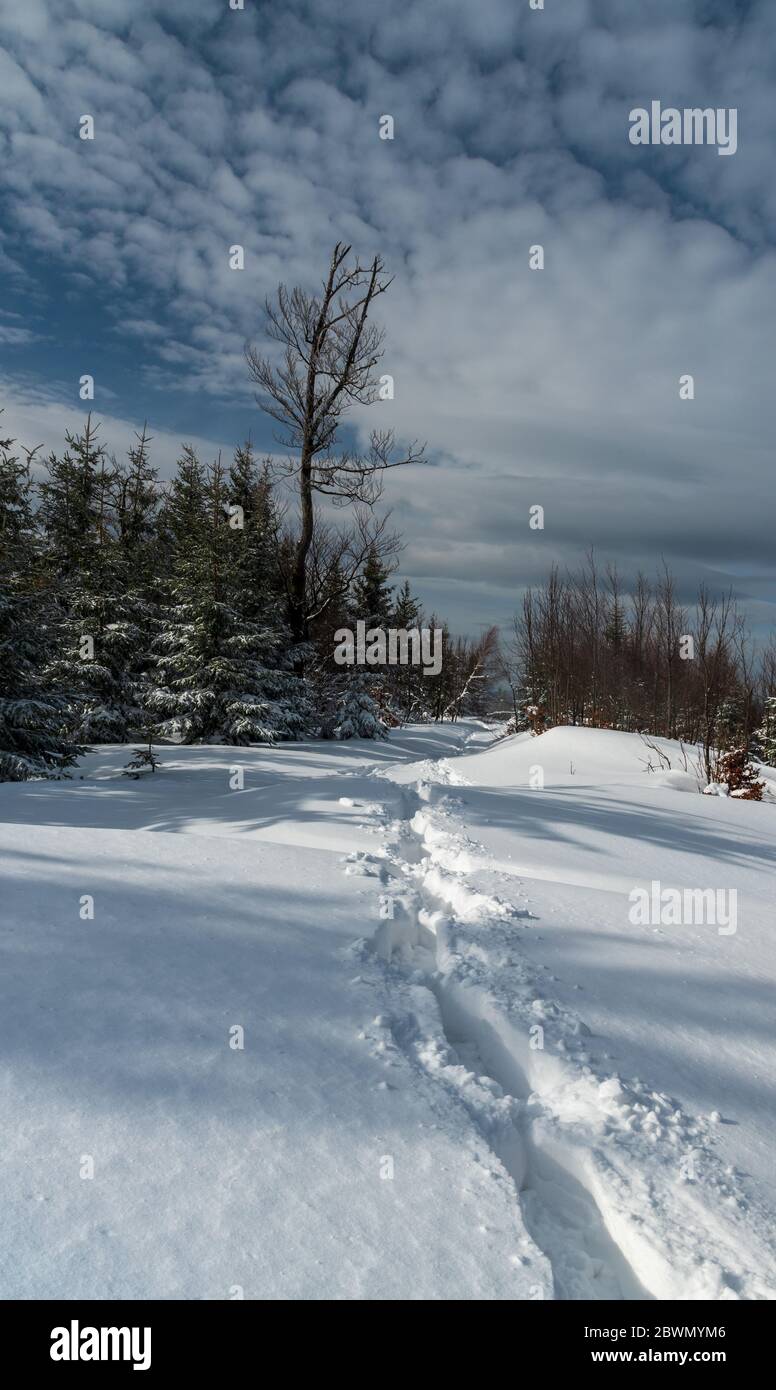 Winter Berglandschaft mit schneebedeckten Wanderweg, Wald und Himmel mit schönen Wolken in der Nähe Polomka Gipfel in Moravskoslezske Beskydy Mount Stockfoto