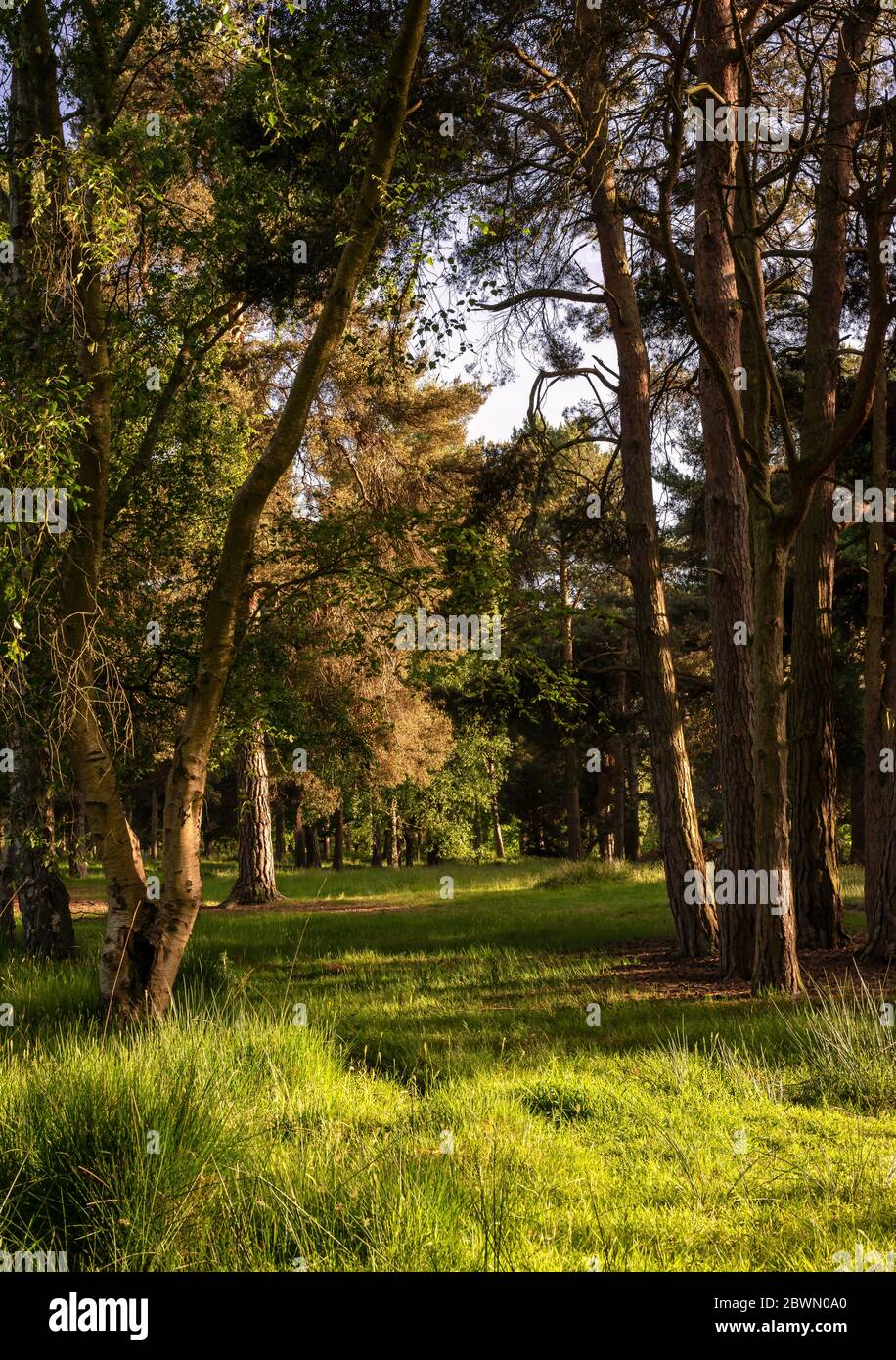 Eine Lichtung in einem Wald. Der Abendsonne wirft zwischen den Bäumen getuschtes Licht und lange Schatten auf den Boden. Stockfoto