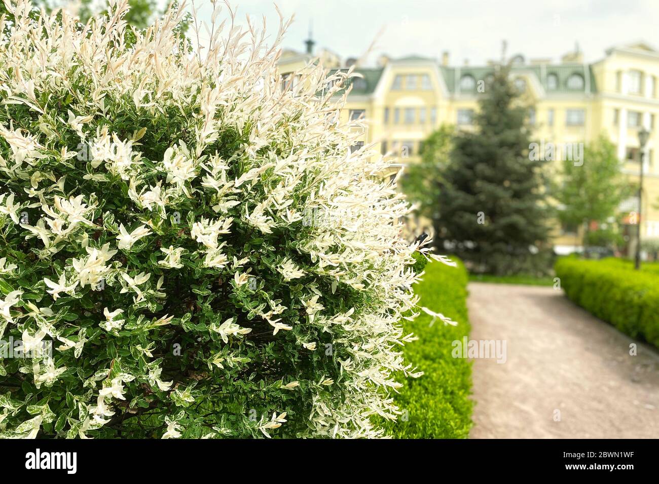 Salix integra, dekorative Gartenpflanze weiße und grüne Blätter. Der